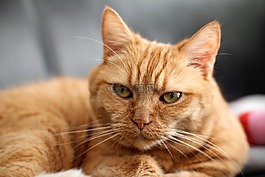 猫,红猫,小猫