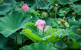 菡,蓮花,睡蓮
