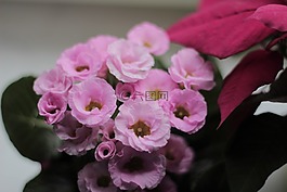 報(bào)春花,鮮花,植物