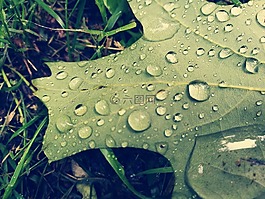 葉,雨滴,水