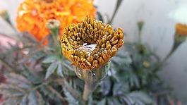 自然,植物區(qū)系,花
