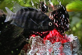 魚,鱸魚,水族館