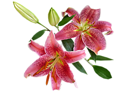 百合花,粉紅色,春