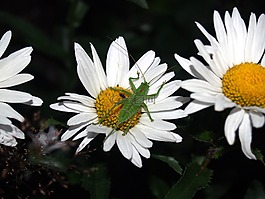 蚱蜢,昆蟲,性質(zhì)