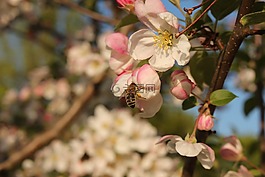 蘋果花,蜜蜂,撒