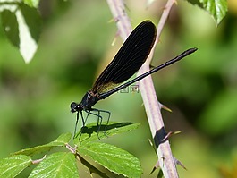 libella,黑蜻蜓,calopteryx haemorrhoidalis