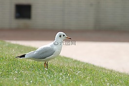 海鷗,鳥(niǎo),草地