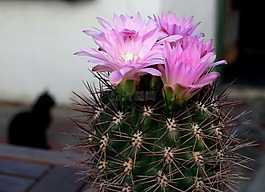 仙人掌,花,工廠