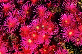 鮮花,多彩,ammophilous