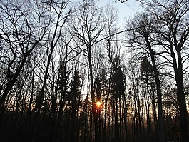 日落,森林,abendstimmung