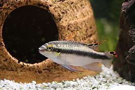 魚,鱸魚,水族館