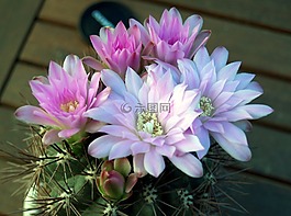 仙人掌,花,工廠