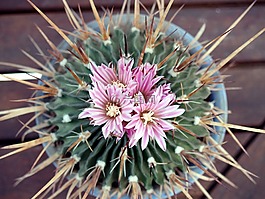 仙人掌,花,工廠