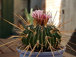 仙人掌,花,工廠