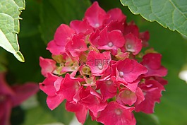 八仙花,鮮花,紅色