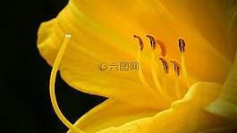 keltalilja,百合 monadelphum,黃花