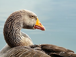 野鵝,鳥,水禽