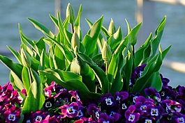 鮮花,關閉,開花