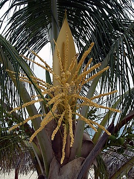 手掌,花,椰子