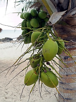 手掌,花,椰子