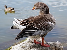 野鵝,鳥,水禽