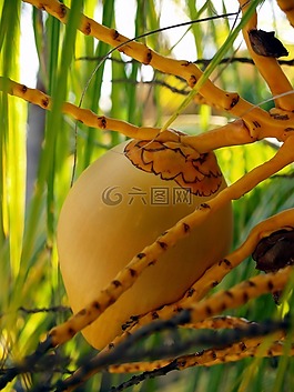 手掌,花,椰子