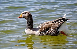 野鵝,鳥,水禽
