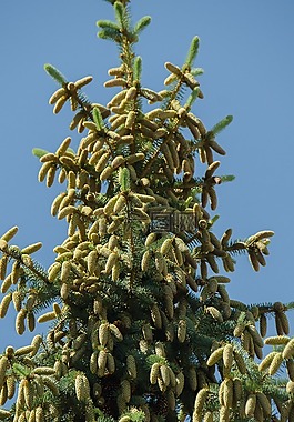 云杉,樹,針葉樹