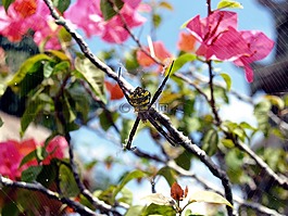 蜘蛛棕櫚,網(wǎng)絡(luò),昆蟲(chóng)