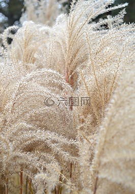 小麦,草,香蒲