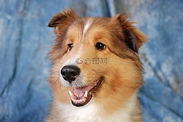 狗,牧羊犬,可愛(ài)