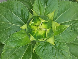 芽,太陽花,綠色