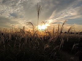 秋天的天空,發(fā)光,里德