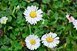 黛西,花卉,白