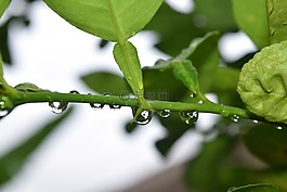 自然,水,新鮮