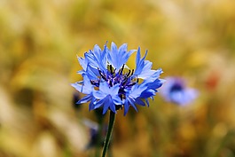 矢车菊,zyane,knapweed