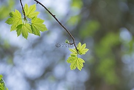 楓葉,森林,太陽(yáng)