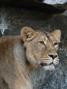母獅,動物,捕食