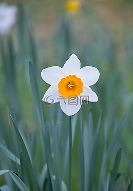 喇叭水仙,花,春天