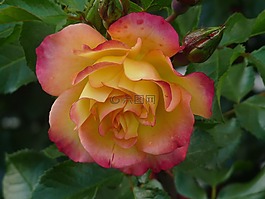 開(kāi)花,玫瑰,花園玫瑰