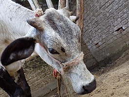 牛,寵物,動物