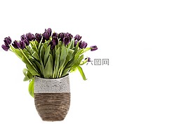 郁金香,鮮花,春