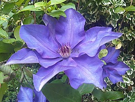 鐵線蓮,藍(lán)色,花