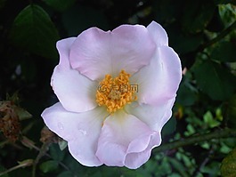 野玫瑰,白,花