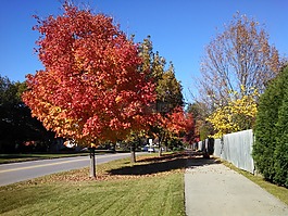 秋天,樹,紅色