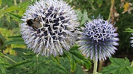 全球薊,蜜蜂,花