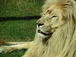 獅子,動物園,捕食