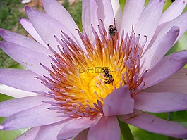 蓮花,博禁令,水