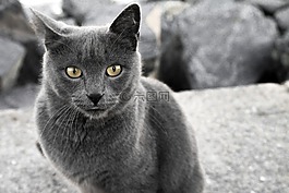 動物,肖像,可愛