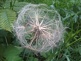 蔘,tragopogon,植物